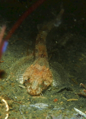Agonopsis chiloensis