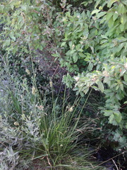 Carex fracta
