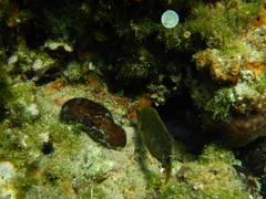 Symphodus mediterraneus