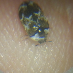 Trogoderma sternale aspericolle