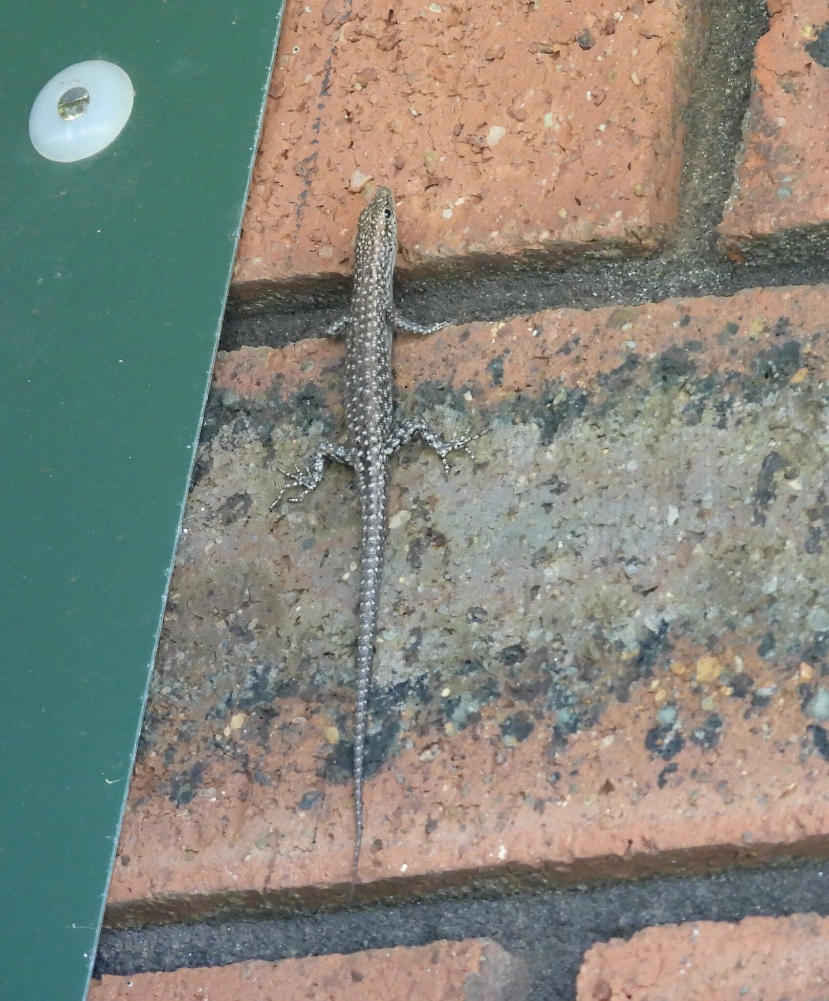 Pygmy Snake-Eyed Skink photo 2