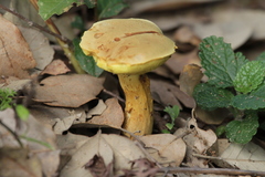 Pulveroboletus