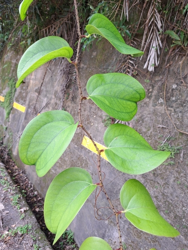 Image of Smilax bracteata by (c) vrxz, some rights reserved (CC BY-SA)