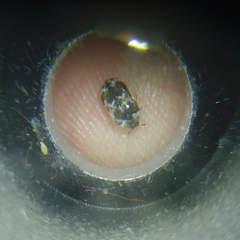 Trogoderma sternale aspericolle