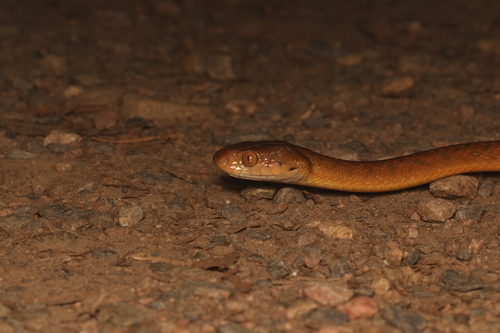 Brown Tree Snake sighting