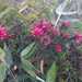Bejaria ledifolia - Photo (c) nurietta, algunos derechos reservados (CC BY-NC)