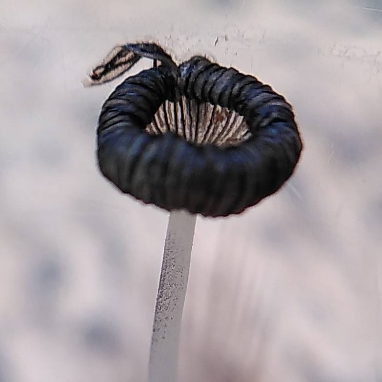 Coprinopsis phaeospora