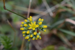 Petrosedum forsterianum
