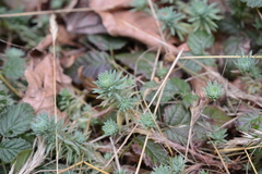 Petrosedum forsterianum
