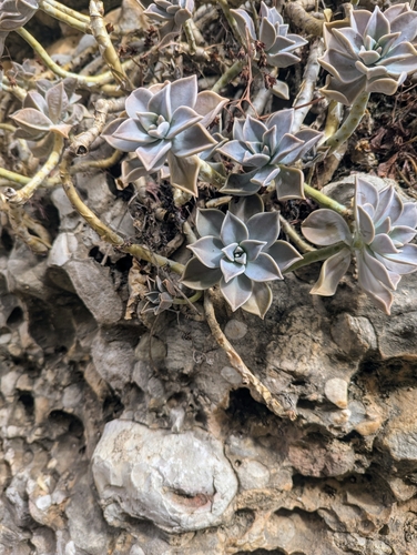 Image of Graptopetalum paraguayense by (c) Allud, some rights reserved (CC BY)