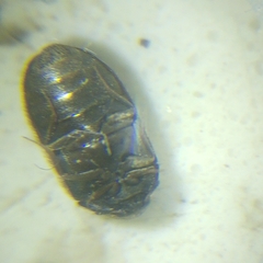 Trogoderma sternale aspericolle