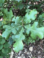 Quercus sinuata breviloba