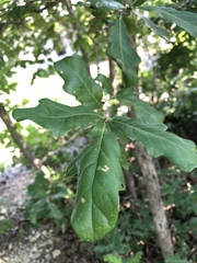 Quercus sinuata breviloba
