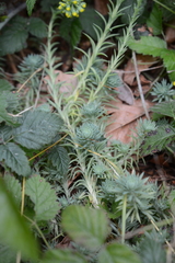 Petrosedum forsterianum