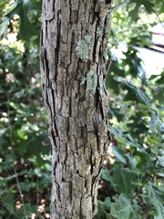 Quercus sinuata breviloba