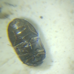 Trogoderma sternale aspericolle