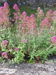 Centranthus ruber