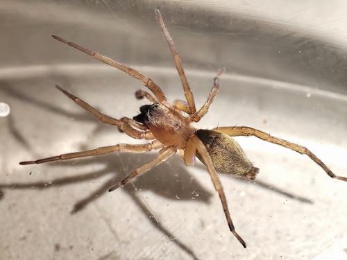 Clubiona lutescens