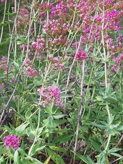 Centranthus ruber