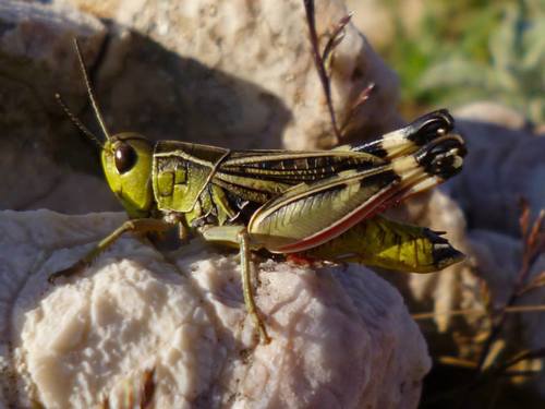Dinarski žarki skakavac (Arcyptera brevipennis)