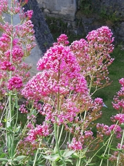 Centranthus ruber