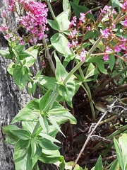Centranthus ruber