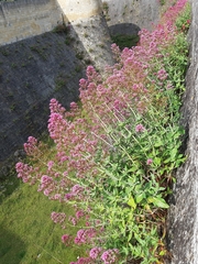 Centranthus ruber