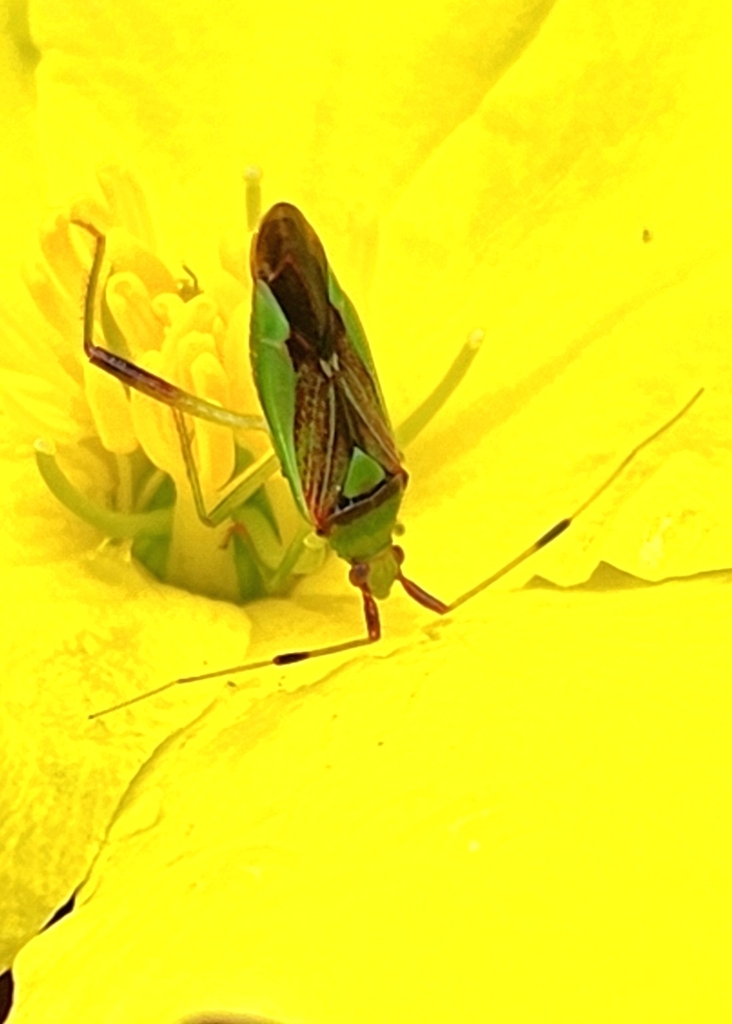 Pseudopantilius ghaurii