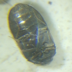 Trogoderma sternale aspericolle