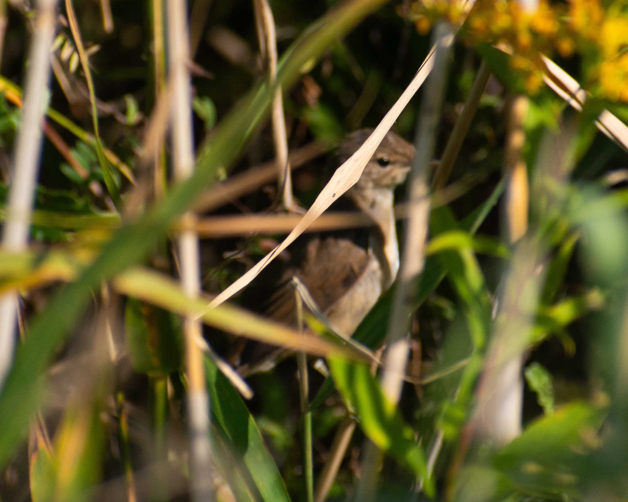 Common Reed Warbler