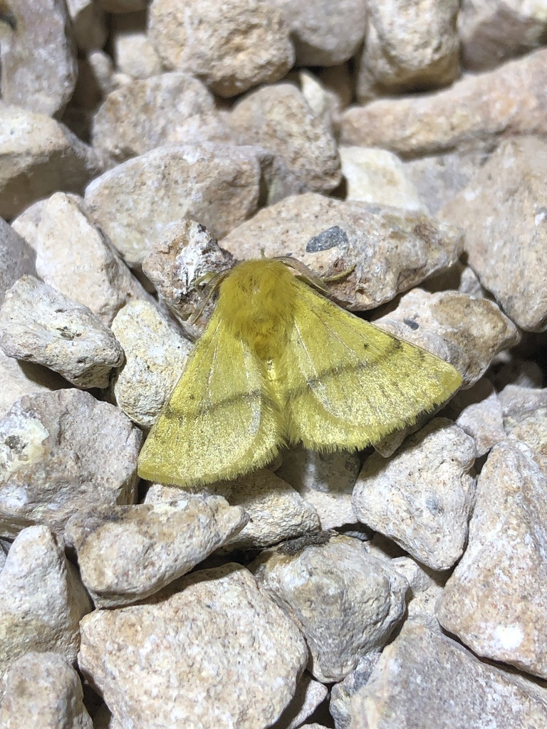 Anthela barnardi