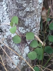 Chenopodium allanii