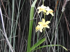 Spathoglottis pubescens