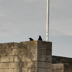 Corvus corone