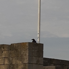Corvus corone