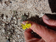 Draba asterophora