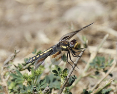 Plathemis subornata