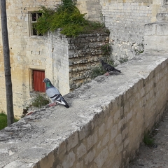 Columba livia domestica