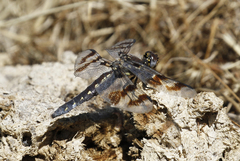 Plathemis subornata