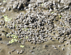 Ephydra cinerea