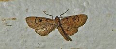 Tornos punctata