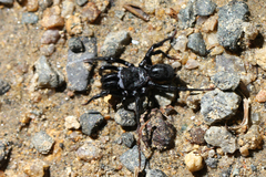 Sphodros niger
