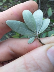 Olearia fragrantissima