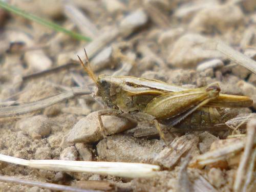 koníček močiarny (Tetrix subulata)