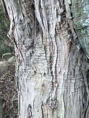 Olearia fragrantissima