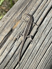 Buchanan's Snake-Eyed Skink photo 4