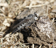 Promachus albifacies