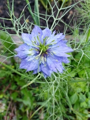 Nigella