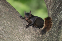 Sciurus carolinensis