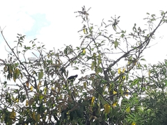 Turdus merula